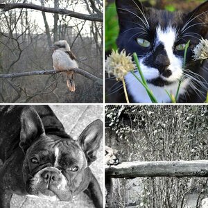 Tiere
