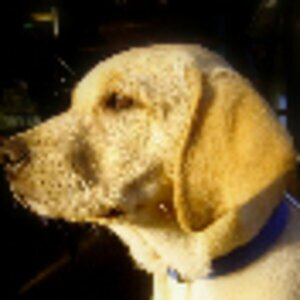 Labrador & Retriever