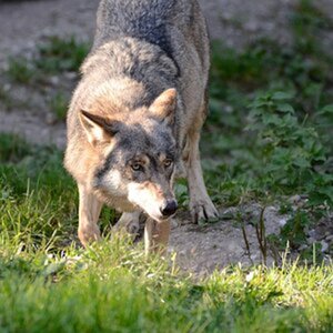 Tierfotografie