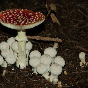 Pilz