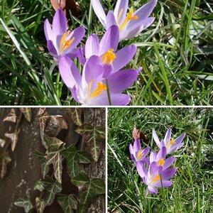 Blumen