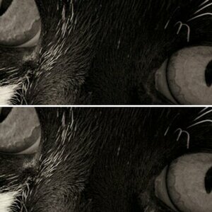 Tiere