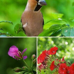 Wildlife