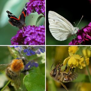 Insekten