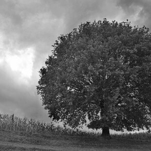 Natur