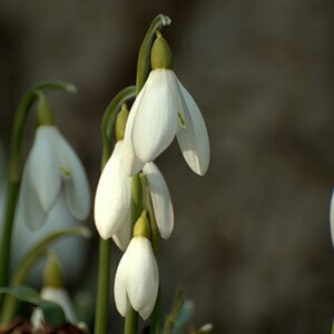 Blumen & Makro