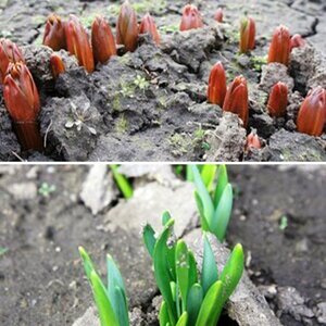 Frühling