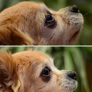 Nikon 50/1.8