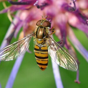 Insekten