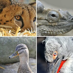 Tiere