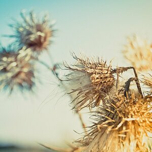 Natur