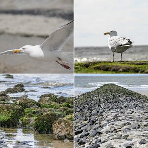 Norderney
