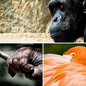 Tiere