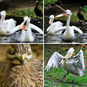 Vögel