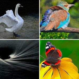 Natur und Tiere