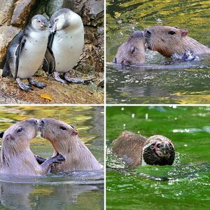 Pinguine, Zwergotter und Wasserschweine