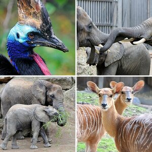 Diverse Tiere