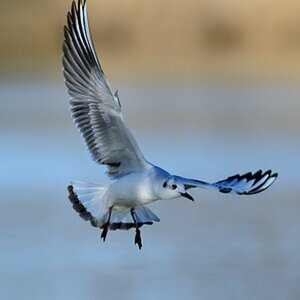 Tiere - Wildlife