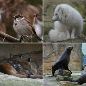 Tiere