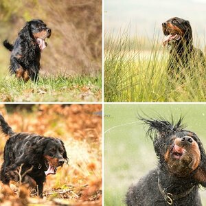 Gordon Setter