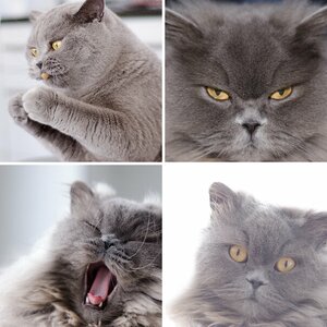 Katzen
