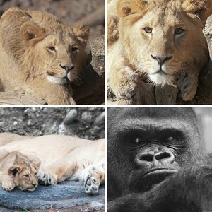 Tiere