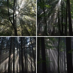 Wald