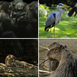 Tiere