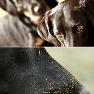 Hunde