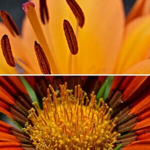 Blüten und Pflanzen
