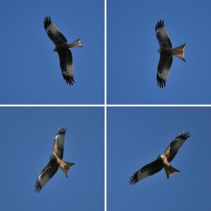 Wildlife