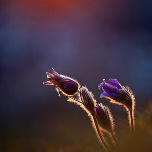 Natur