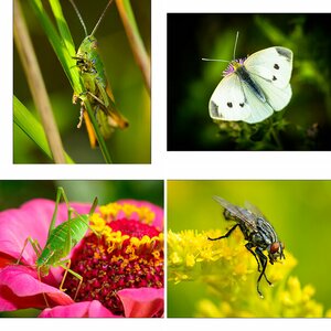 Insekten