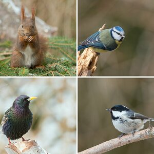 Vogelansitz Frühjahr 2013
