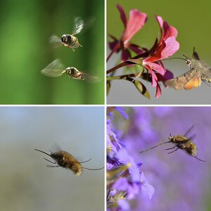 Tier und Natur