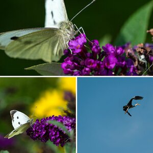 Wildlife