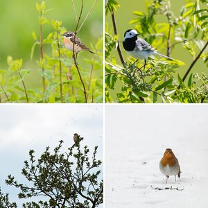 Wildlife