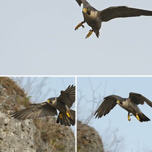 Projekt Wanderfalke