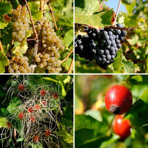 Herbst