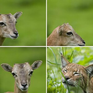 Wildpark Granat 2012