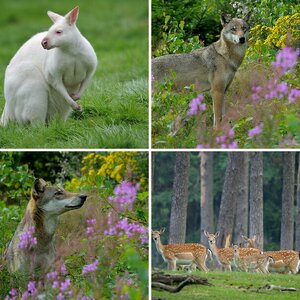 Wildtierpark Granat