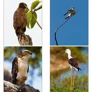 Tierfotografie auf Sri Lanka