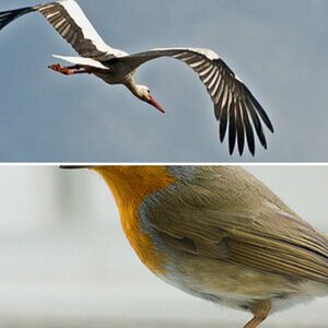 Rotkehlchen-Besuch