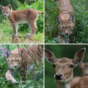 Naturwildpark Granat 11.08.2012