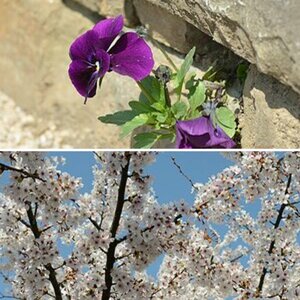 Frühling