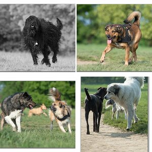 Hundefrühling 2013