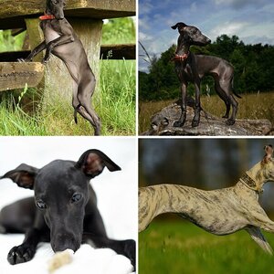 Projekt: Greyhoundart