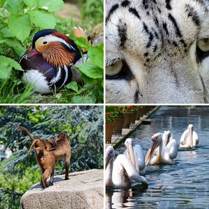 Zoo
