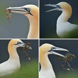 Helgoland, Juni/Juli 2012