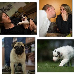 Hundefotografentreffen 2013